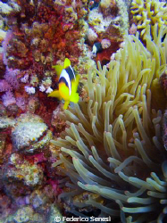 Anemone and clown fish by Federico Senesi 